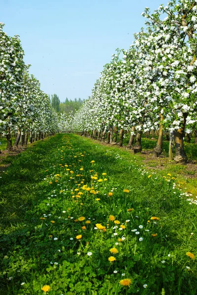 Flor Manzano Blanco Estación Primavera Huertos Frutales Región Agrícola Haspengouw — Foto de Stock