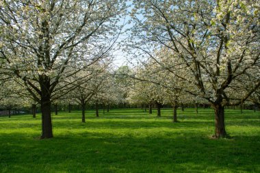 Kiraz ağacı çiçeği, Belçika 'nın Haspengouw tarım bölgesindeki meyve bahçelerinde bahar mevsimi, manzara