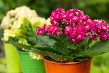 Tıbbi bitki kalanchoe, küçük kovalarda çiçek açan renkli çiçekler.