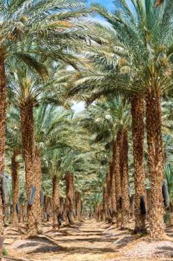 Phoenix Dactylifera çiftliği, genellikle Arava ve Negev çöllerinde hurma ağaçları veya hurma ağaçları olarak bilinir, tatlı ve lezzetli Medjool hurma meyveleri yetiştirme