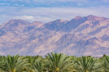 Phoenix Dactylifera çiftliği, genellikle Arava çölünde hurma ağaçları veya hurma ağaçları olarak bilinir, tatlı ve lezzetli Medjool meyveleri yetiştirilmesi ve Ürdün dağlarının manzarası