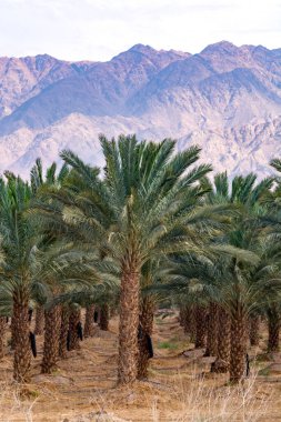 Phoenix Dactylifera çiftliği, genellikle Arava çölünde hurma ağaçları veya hurma ağaçları olarak bilinir, tatlı ve lezzetli Medjool meyveleri yetiştirilmesi ve Ürdün dağlarının manzarası