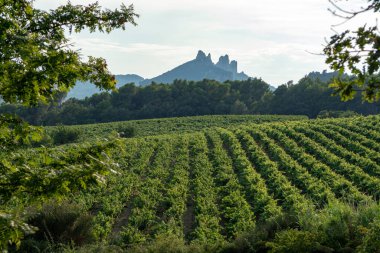 Fransız kırmızı AOC şarap üzümleri, Fransa 'da yeni üzüm hasadı, Vaucluse, Gigondas arazisi veya şato üzüm bağı Dentelles de Montmirail manzarası
