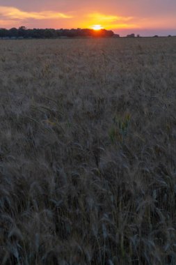 Olgun altın buğday tarlalarının üzerinde gün batımı İtalya 'nın güneyinde hasat için hazır.