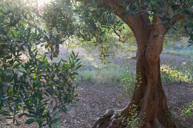 Apulia, İtalya 'daki eski zeytin ağaçları, ekstra bakir zeytinyağı üretiminin merkezi.