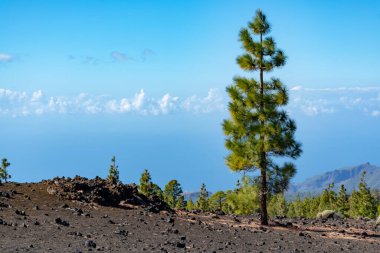 İspanya 'nın Teide Dağı, Tenetife Dağı, Kanarya Adası, İspanya' nın en yüksek dağlarındaki yeşil Kanarya çam ormanları ve volkanik lav tarlalarıyla manzara
