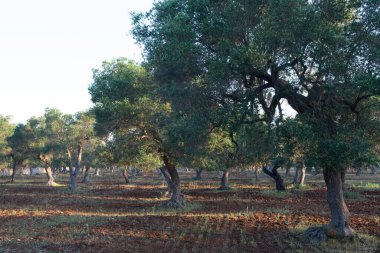 Apulia, İtalya 'daki eski zeytin ağaçları, ekstra bakir zeytinyağı üretiminin merkezi.