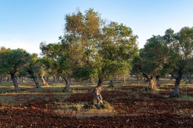 Apulia, İtalya 'daki eski zeytin ağaçları, ekstra bakir zeytinyağı üretiminin merkezi.