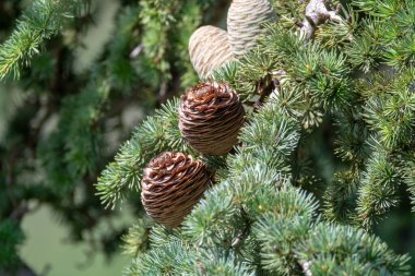 Himalayan cedar or deodar cedar tree with female and male cones, Christmas background close up clipart