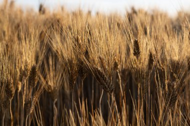 Olgun altın buğday tarlalarının üzerinde gün doğumu İtalya 'nın güneyinde hasat için hazır.