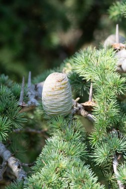 Himalaya sedir ağacı ya da kadın kozalaklı deodar sedir ağacı, Noel arkaplanı yakın.