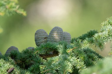 Himalayan cedar or deodar cedar tree with female cones, Christmas background close up clipart