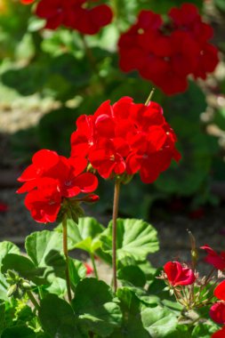 Güneşli bahçede kırmızı sardunya çiçekleri yakın