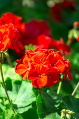 Güneşli bahçede kırmızı sardunya çiçekleri yakın