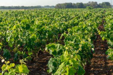 Eski geleneksel Alberello üzüm bağları, Apulia 'da, Güney İtalya' nın Mandurya şehrinin büyük şarap bölgesinde çeşitli ilkel şarap üzümleri yetiştirilir.