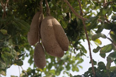 Bitmeyen yeşil sosis ağacının meyveleri, Kigelia africana, savana hayvanları için yiyecekler..