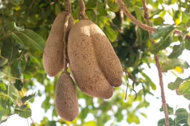 Bitmeyen yeşil sosis ağacının meyveleri, Kigelia africana, savana hayvanları için yiyecekler..