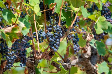 Fransız kırmızı AOC şarap üzümleri, Fransa 'da yeni şarap üzümü hasadı, Vaucluse, Gigondas arazisi veya Montmirail Şatosu