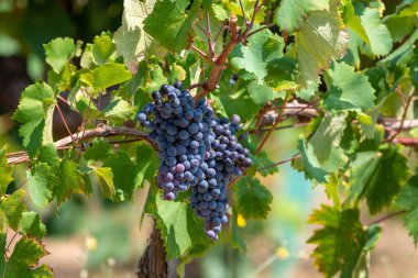 Kırmızı şarap üzümleri, yeni hasat edilmiş siyah şarap üzümleri. Yakın plan.