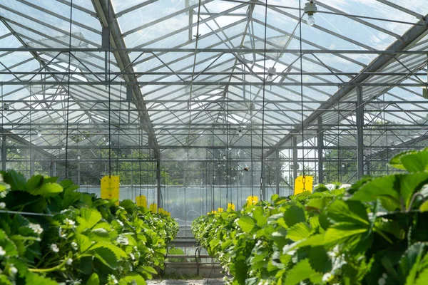 Üvegház Érett Nagy Vörös Szamóca Növények Soraival Betakarításra Kész Édes — Stock Fotó