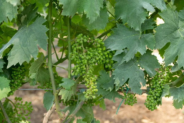 南イタリアの素晴らしいワイン地域で白ワインムスカットブドウの植物の熟成 Apulia — ストック写真