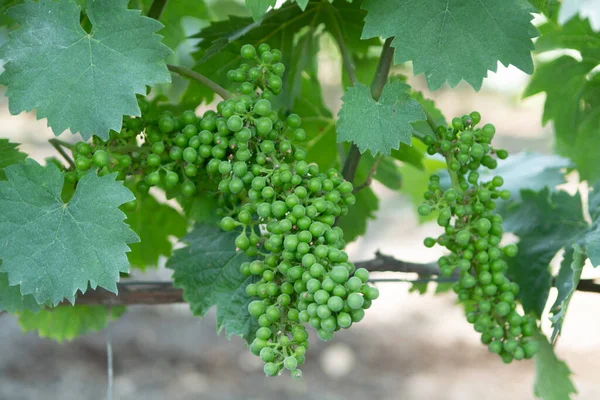 Виноградник Білого Вина Великій Винній Місцевості Південної Італії Апулія — стокове фото