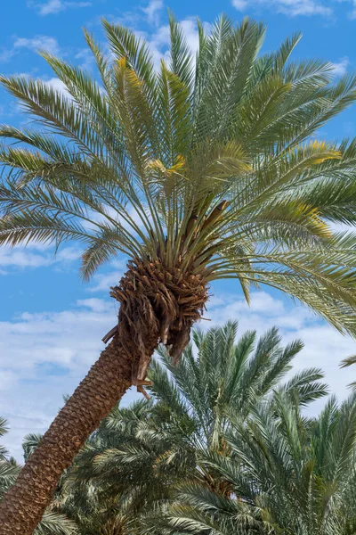 Plantación Phoenix Dactylifera Comúnmente Conocida Como Palmeras Datileras Desierto Arava — Foto de Stock