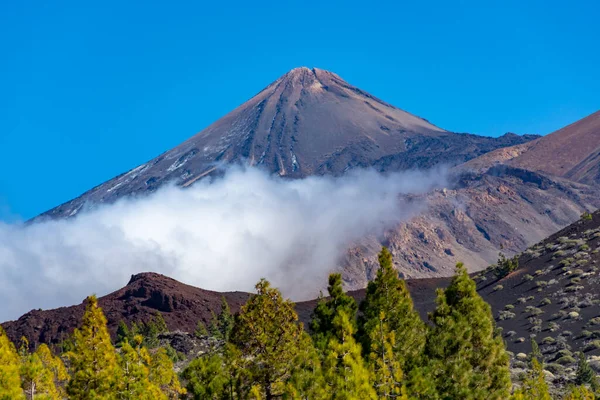 Paesaggio Con Verde Pineta Canaria Campi Lava Vulcanica Sulla Montagna — Foto Stock