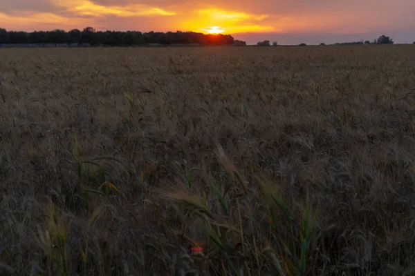 Puesta Sol Sobre Campos Maduros Trigo Dorado Listos Para Cosecha — Foto de Stock