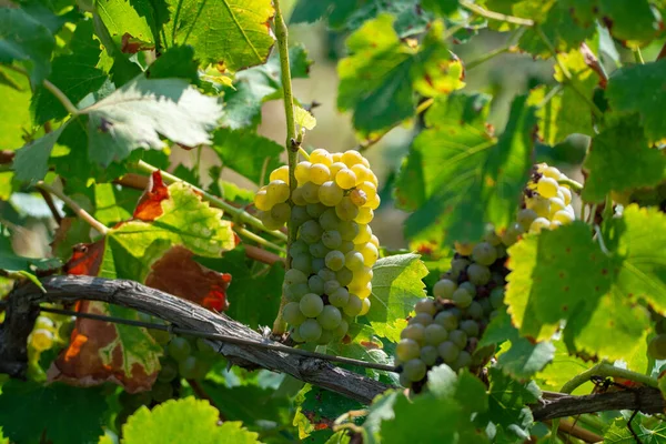 Rijp Witte Wijndruiven Planten Wijngaard Frankrijk Witte Rijpe Muskaatdruif Nieuwe — Stockfoto