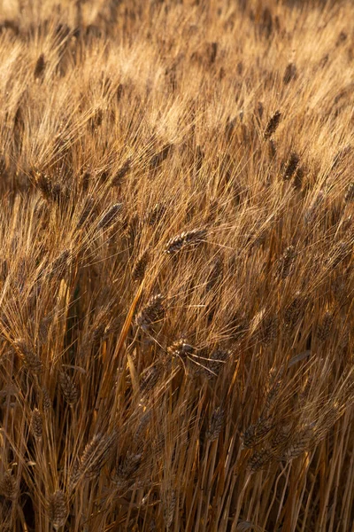 Nascer Sol Sobre Campos Trigo Dourado Maduros Prontos Para Colheita — Fotografia de Stock