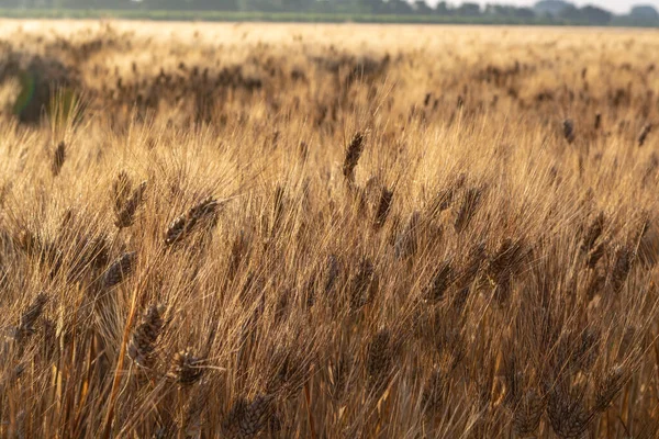 Olgun Altın Buğday Tarlalarının Üzerinde Gün Doğumu Talya Nın Güneyinde — Stok fotoğraf