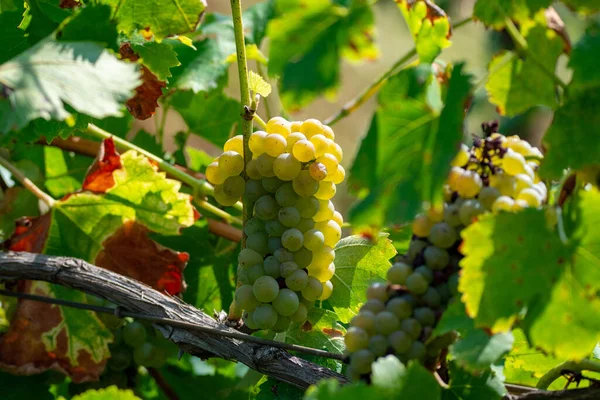 Rijp Witte Wijndruiven Planten Wijngaard Frankrijk Witte Rijpe Muskaatdruif Nieuwe — Stockfoto