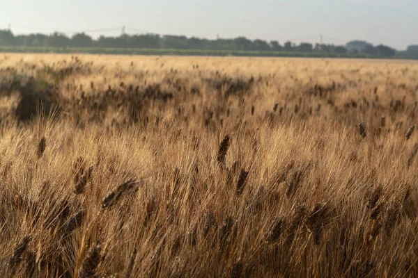 Sunrise Ripe Golden Wheat Fields Ready Harvest South Italy — Stock Photo, Image