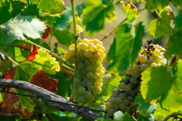 Vins Blancs Mûrs Sur Vignoble France Raisins Musqués Mûrs Blancs — Photo