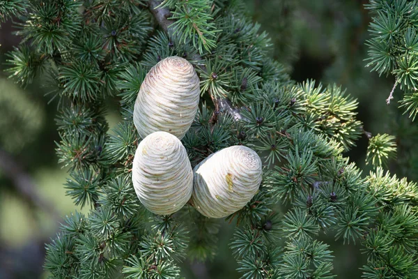Himalayan cedar or deodar cedar tree with female cones, Christmas background close up