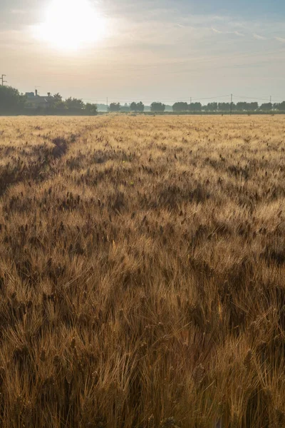 Nascer Sol Sobre Campos Trigo Dourado Maduros Prontos Para Colheita — Fotografia de Stock