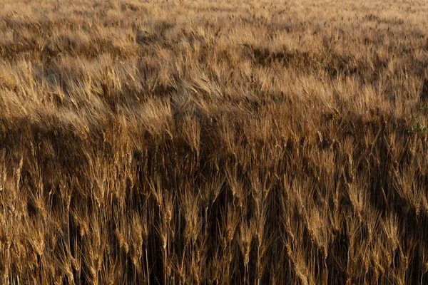 Sunrise Ripe Golden Wheat Fields Ready Harvest South Italy — Stock Photo, Image