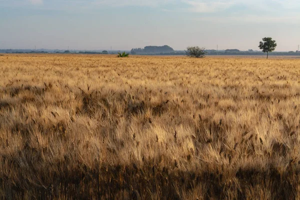 Nascer Sol Sobre Campos Trigo Dourado Maduros Prontos Para Colheita — Fotografia de Stock