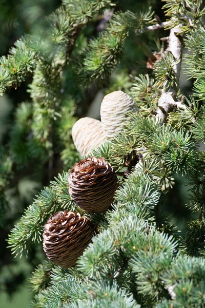 ヒマラヤ杉やデオダル杉の木 女性と男性のコーン クリスマスの背景を閉じる — ストック写真