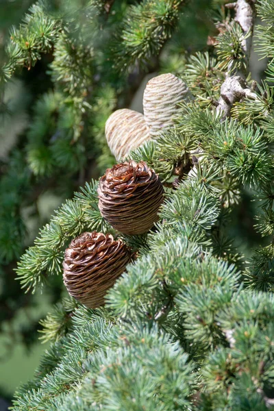 Himalayan cedar or deodar cedar tree with female and male cones, Christmas background close up