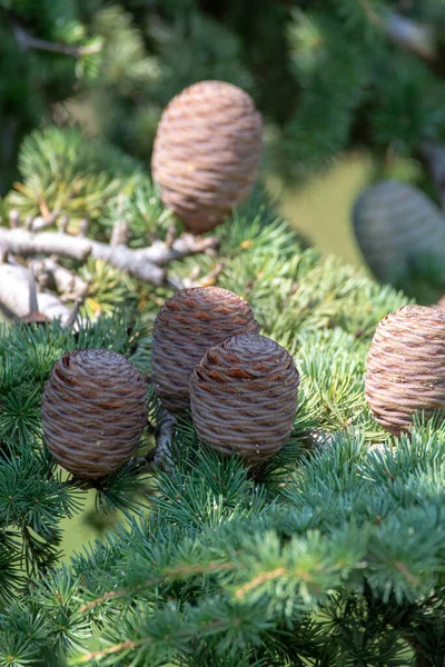 ヒマラヤ杉や雌コーンとデオダル杉の木 クリスマスの背景を閉じる — ストック写真