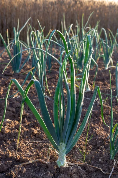 Green onion plants with white bulbs growing on farm field, early morning photo with dew on plants