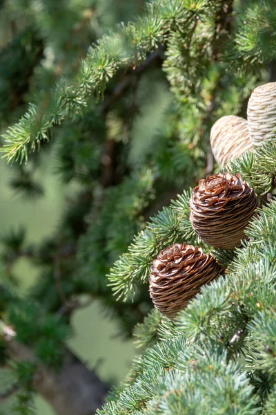 Himalayan cedar or deodar cedar tree with female and male cones, Christmas background close up