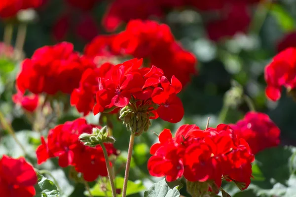 Красные Цветы Герань Солнечном Саду Закрыть — стоковое фото