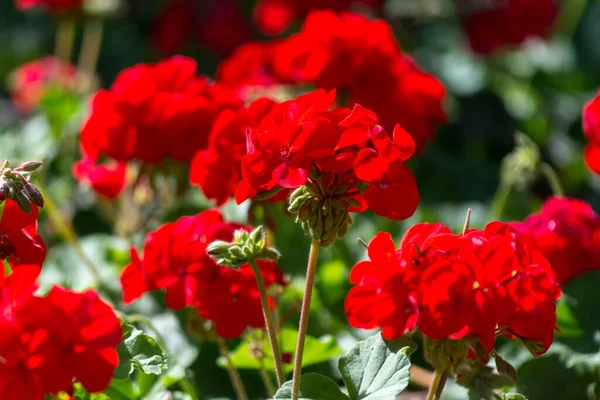 Красные Цветы Герань Солнечном Саду Закрыть — стоковое фото