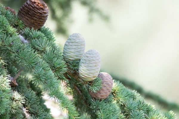 Himalayan cedar or deodar cedar tree with female and male cones, Christmas background close up