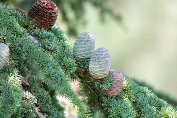 Himalayan Cedar Deodar Cedar Tree Female Male Cones Christmas Background — Stock Photo, Image