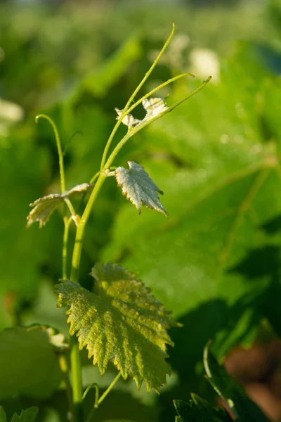 Gamla Traditionella Alberello Vingårdar Med Rader Primitivo Vindruvor Växter Stora — Stockfoto