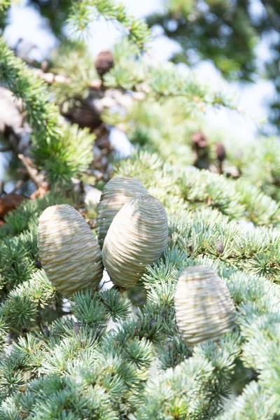 히말라야삼목 원추체가 암컷이며 크리스마스 가까이 데스다르 — 스톡 사진